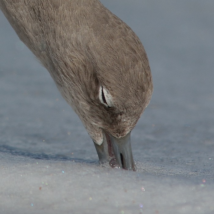 Willet